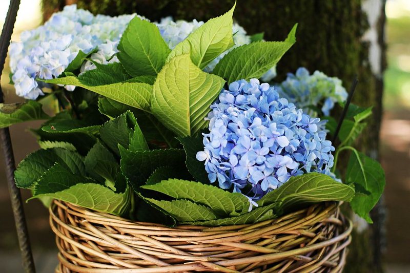 Round Hydrangea Wedding Wreath