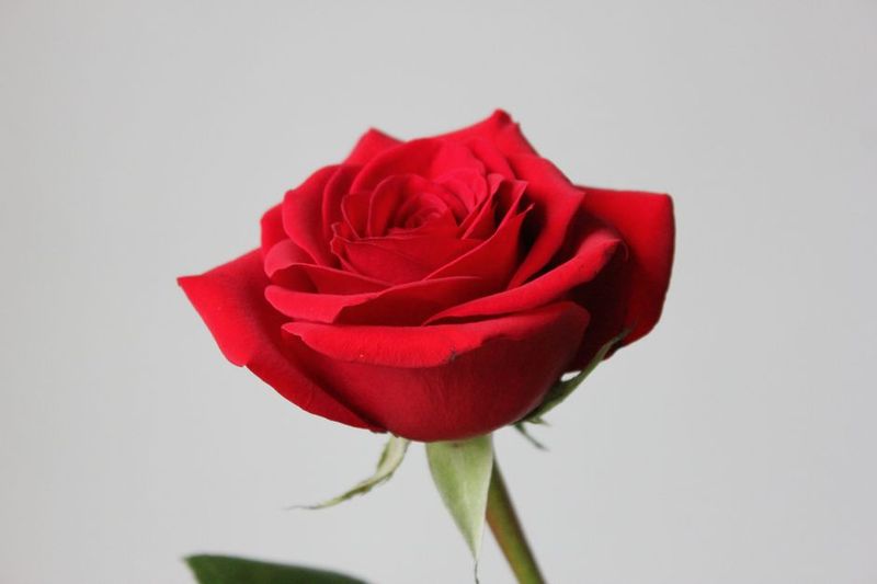 Single Stem Wrapped Rose