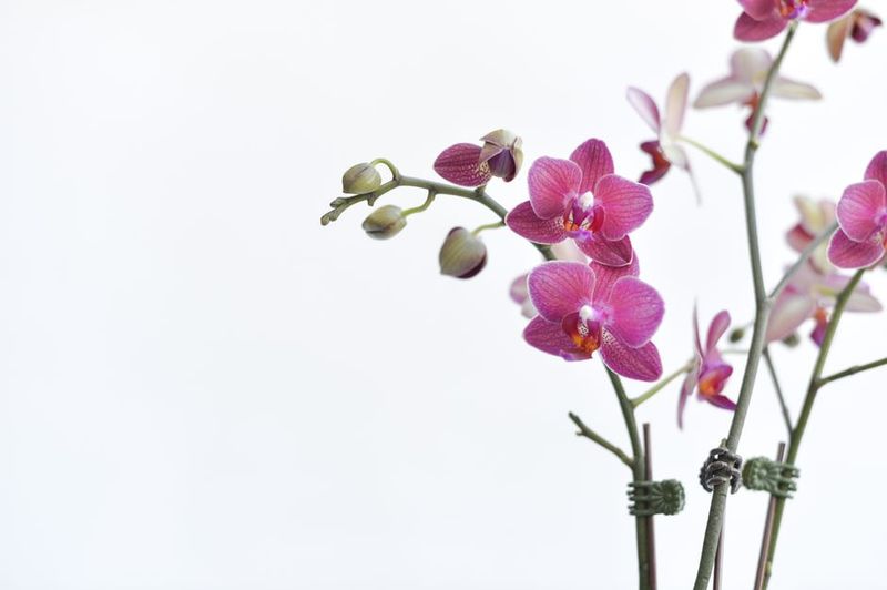 White Orchid Gift Box